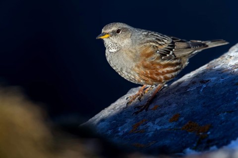 Alpenbraunelle, Alpine Accentor, Prunella collaris, Accenteur alpin, Acentor Alpino