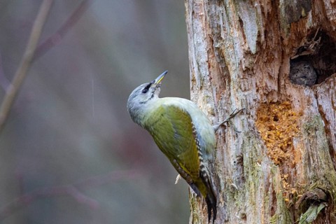 Grey-headed Woodpecker (Picus canus) wbl Germany