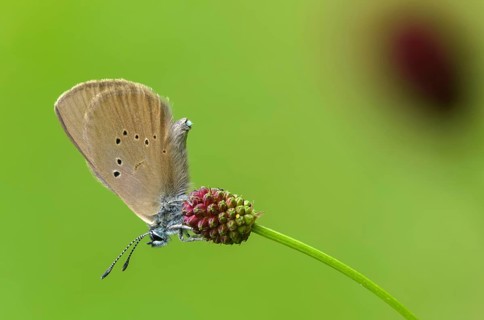 Ant blue, dark meadowbutton ant blue, dusky large blue, glaucopsyche nausithous, maculinea