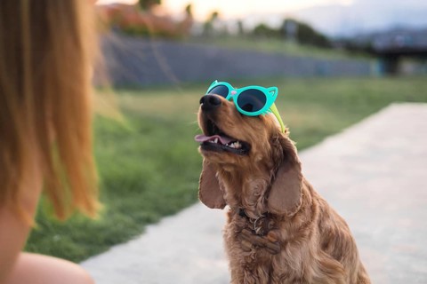 Dog wearing bright sunglasses, creating a playful and fun scene outdoors