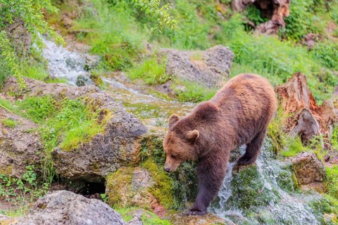 A female brown bear (Ursus arctos arctos) is walking through dense vegetation in hilly terrain,