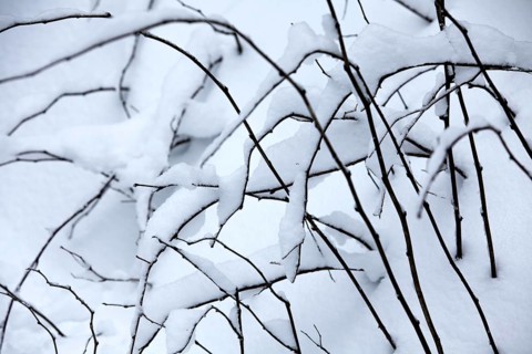Winter landscape, snowy trees and branches