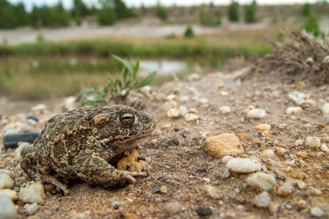 Brandenburg, Bufo Calamita, Epidalea Calamita, Germany, Toad, Nabu, Natterjack Toad, amphibians,