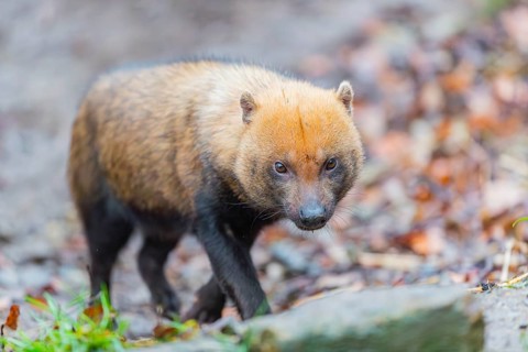 One Bush dog (Speothos venaticus) walking thru deforested area with dead leaves on the hilly ground