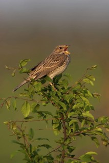 Corn Bunting (Emberiza calandra) singing, Lake Neusiedl, Austria