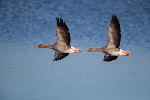 Pair of greylag geese flying together, in the Großen Rosin Moor nature reserve,