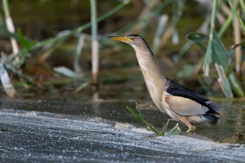 Little Bittern (Ixobrychus minutus) in the reeds, Remich Lagoon, Luxembourg