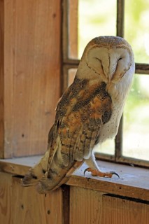 Barn owl (Tyto alba), Hofgeismar, Hesse, Germany