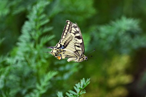Swallowtail (Papilio machaon), approaching carrot weed (carrot herb), a food source for the