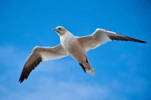 Northern gannet (Morus bassanus) flying in the sky, wildlife, Helgoland, Germany