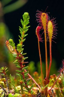 Drosera longifolia, Droseraceae, English sundew, Finland, long-leaf sundew, sundew, flora, great