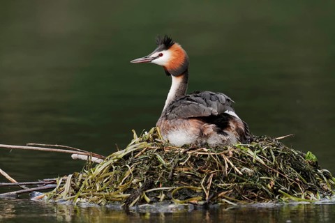 Great Crested Grebe (Podiceps Scalloped ribbonfish) sitting on its nest, North Rhine-Westphalia,