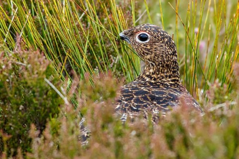 Red Grouse (Lagopus scotica), camouflaged in the grass, Scotland, United Kingdom
