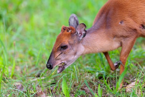 A female Red Forest Duiker (Cephalophus natalensis) stands in a green meadow, eating grass and