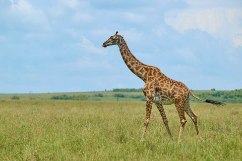 A giraffe roams through the tall grass of the picturesque savannah: a Masai giraffe (Giraffa