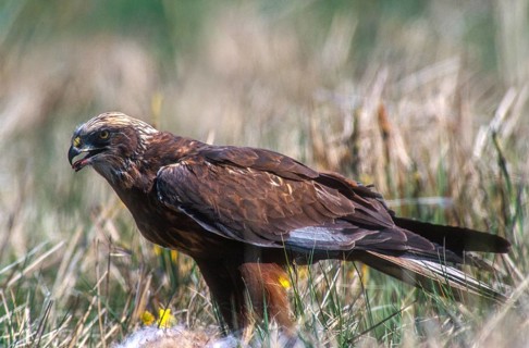 Accipitriformes, Circus Aeruginosus, Marsh Harrier, Harrier, Birds of Prey, Male, Raptors, Birds