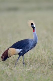 South African Crowned Crane (Balearica regulorum) in the grassy savannah, Serengeti National Park,