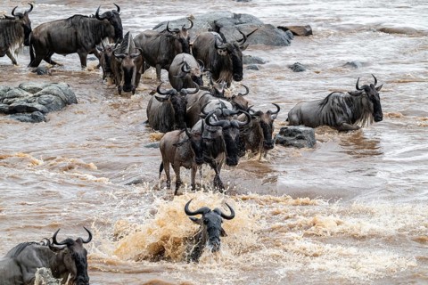 The Great Migration: Huge herds of wildebeest (Connochaetes taurinus) cross the Mara River and swim