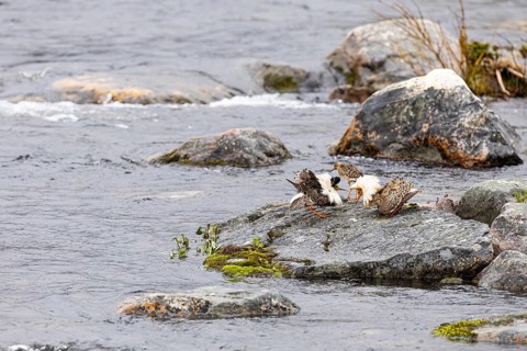 Ruff (Calidris pugnax), two males courting a female on a stone slab in the river, Varanger,