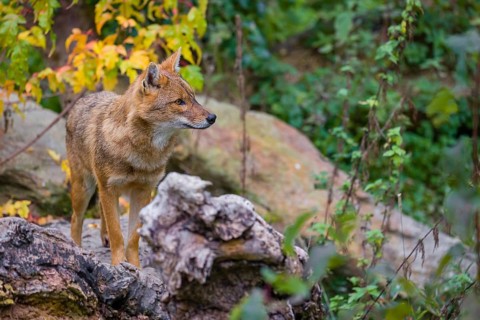 One golden jackal (Canis aureus) stands on a fallen tree trunk. Behind him is a tree in intense