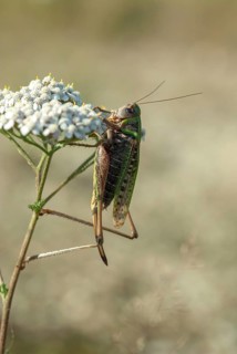 Brandenburg, Decticus Verrucivorus, Germany, grasshoppers, locusts, Nabu, national natural