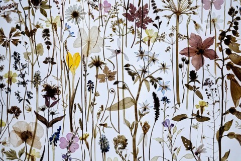 Dried plants with flowers of various colors against a brightly lit background, excerpt from the