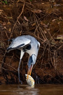 Cocoi Heron (Ardea cocoi) Pantanal Brazil