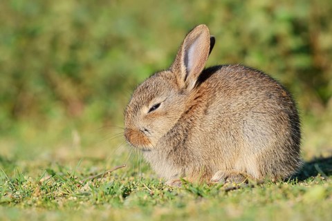 Wild rabbit (Oryctolagus cuniculus), a young rabbit sitting in a meadow, North Rhine-Westphalia,