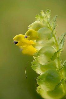 Brownroot, glandular rattlespot, rhinanthus rumelicus, scrophulariaceae, flora, high size,