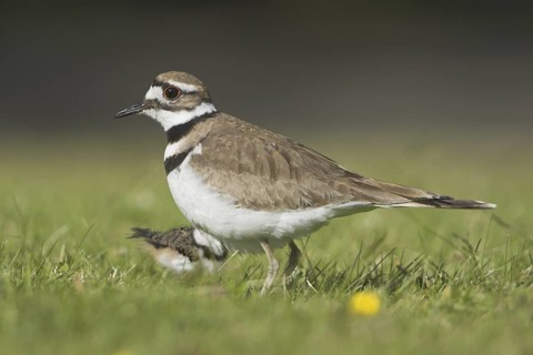 Killdeer (Charadrius vociferus), British Columbia, Canada