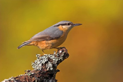 Eurasian nuthatch (Sitta europaea), Sittelle torchepot, Trepador Azul, Battenberg, Tiszaalpár,