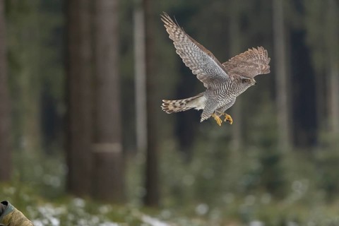Northern goshawk, Accipiter gentilis, flying through a forest in winter and lands on a dead branch