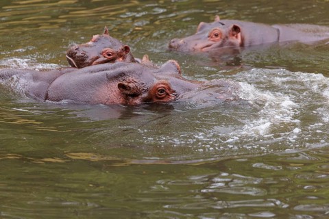 A young hippopotamus (Hippopotamus amphibius) plays with its mother in the water. A third