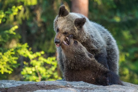 Eurasian Brown Bear (Ursus arctos) two fighting in forest, Finland