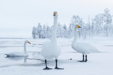 Whooper Swan (Cygnus cygnus) group, Finland