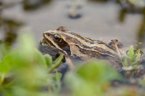 Moor frog, moor frog, rana arvalis, amphibians, amphibians, frog, frogs, amphibians