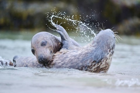Grey seal (Halichoerus grypus) playing with each other in the water, sea, Düne, Helgoland,