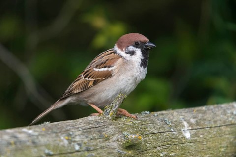 Tree Sparrow, Passer Montanus, Sparrow, Tree Sparrow, Birds, Passeri, Songbirds, Sparrow, Sparrow,