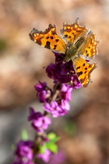 C-butterfly, Daphne Mezereum, real Daphne, February Daphne, common Daphne, common Daphne, common