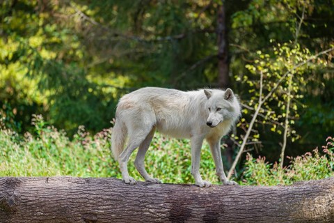 An Arctic wolf (Canis lupus arctos) stands on a fallen tree trunk