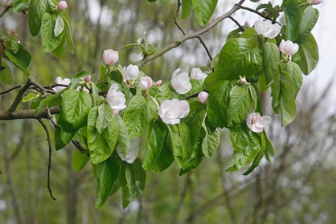 Flowering quince tree (Cydonia oblonga), apple quince? North Rhine-Westphalia, Germany