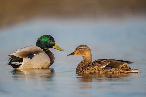 Mallard (Anas platyrhynchos) pair, Schleswig-Holstein, Germany