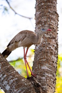 Red-footed seriema (Cariama cristata) Pantanal Brazil