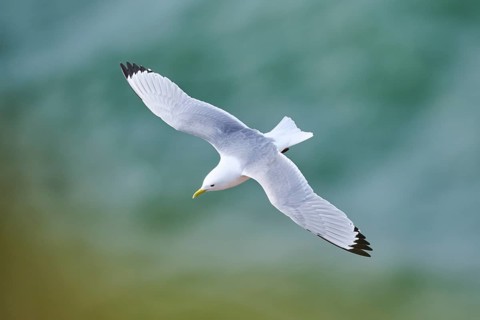 Common gull or sea mew (Larus canus) flying over the sea, wildlife, Helgoland, Germany