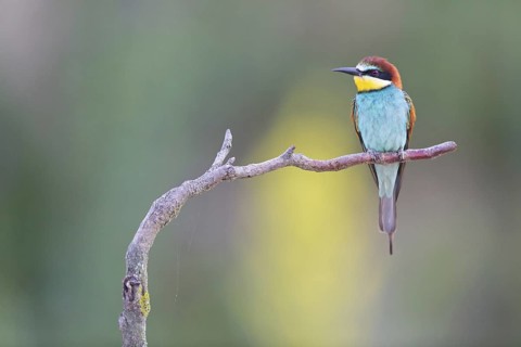 Bee-eater, (Merops apiaster), Animals, Birds, Raptor family, Perching station, Muselievo,