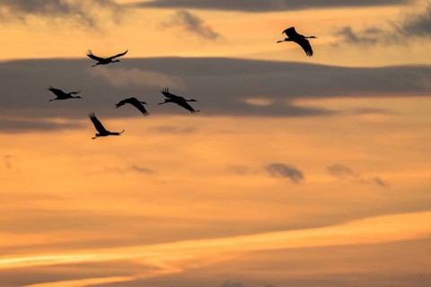 Common Crane (Grus grus) group flying, Castile-La Mancha, Spain