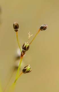 Hairy groves, hairy marbles, rushes, spring groves, hairgroves, grogroves, juncaceae, luzula