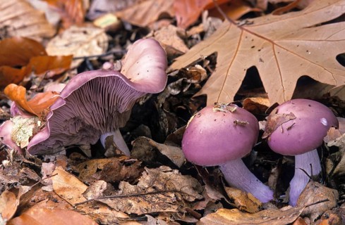 Blue rubella knight, brown-blue rubella knight, lepista nuda, naked rubella knight, purple rubella
