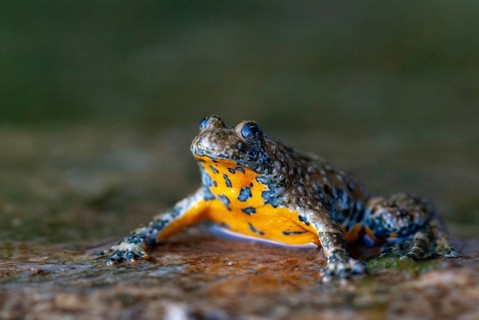 Mountain toad, bombina variegata, yellow-bellied toad, amphibians, amphibians, camouflage, FFH,