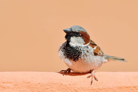 House sparrow (Passer domesticus), male, Algarve, Portugal
